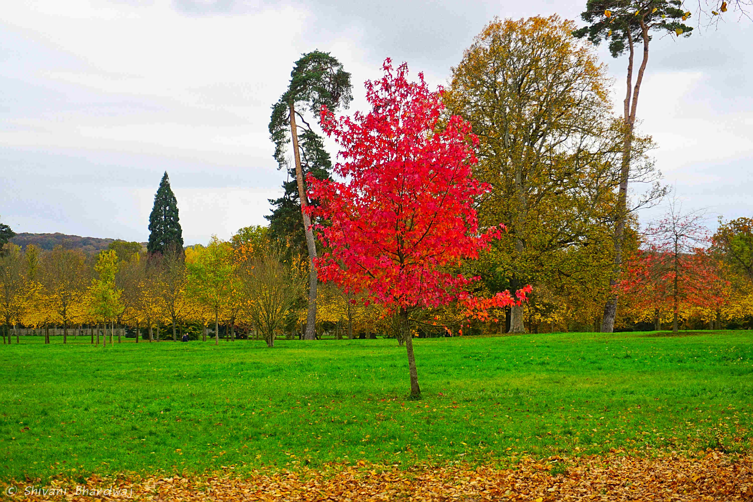 Lone Red Tree
